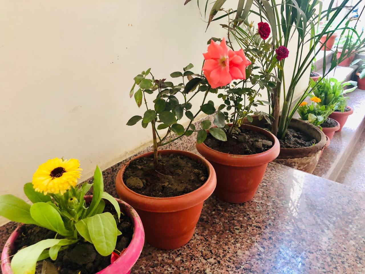 Gangotri Paying Guest House 瓦拉纳西 外观 照片